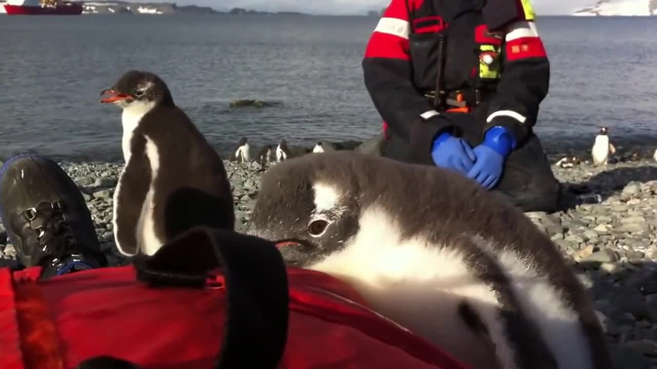 Baby Penguin Jumps on Man's Belly