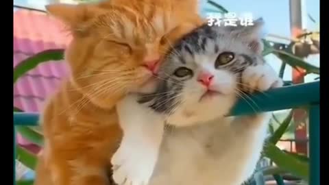 Best Funny and Cute Cat Video 😹😹😹