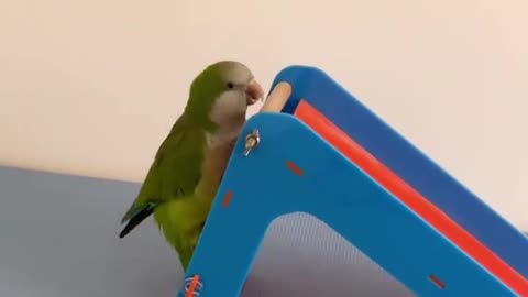 The most clever parrot we've seen! 🦜