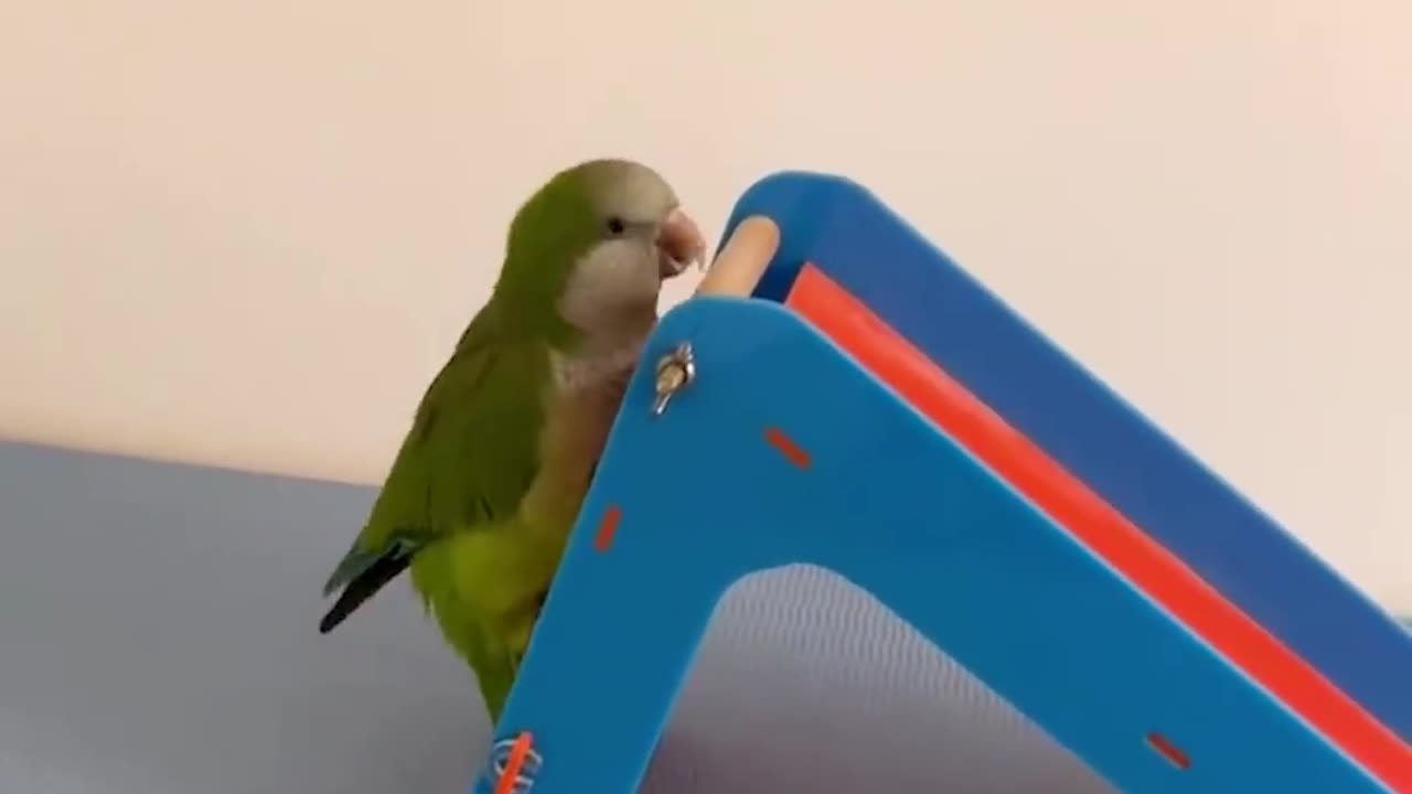 The most clever parrot we've seen! 🦜