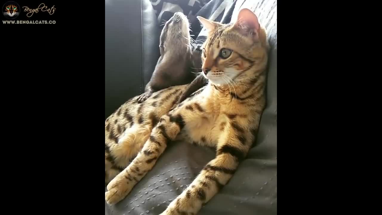 Sam The Bengal Cat & Pip The Otter