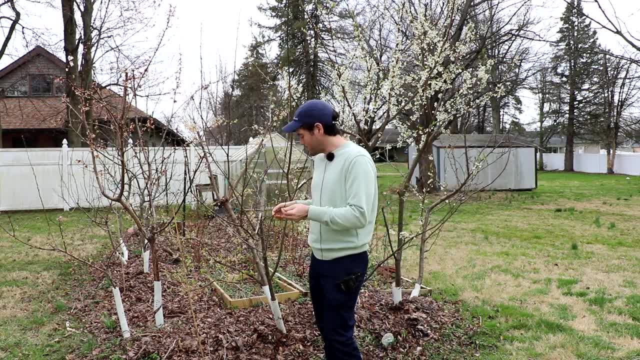 Fruit Trees following a LATE SPRING FROST: What to Expect