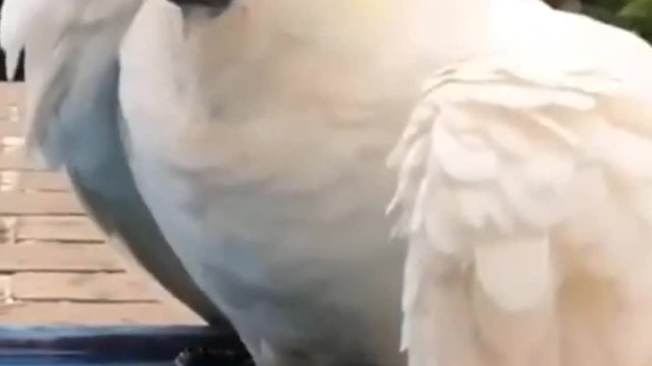 White Cockatoo