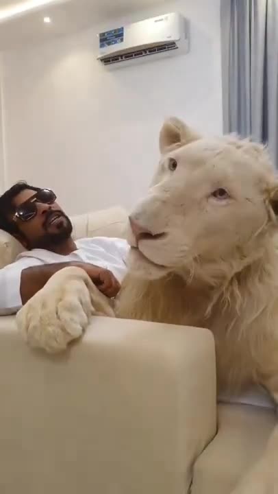 what do you mean a lion as a pet? 😱😱😱