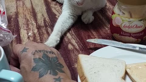 Thor the Cat Begs Owner for Some Sandwich