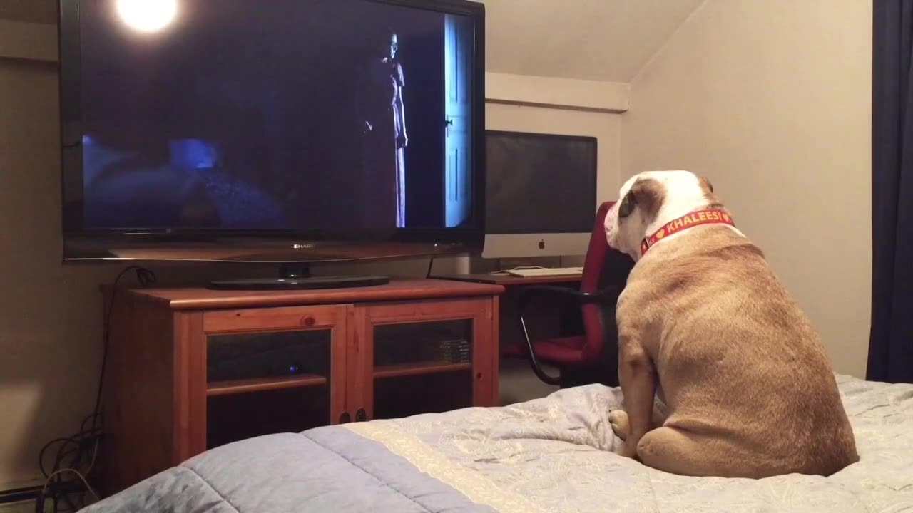 Bulldog watches horror movie, does something incredible during scary scene