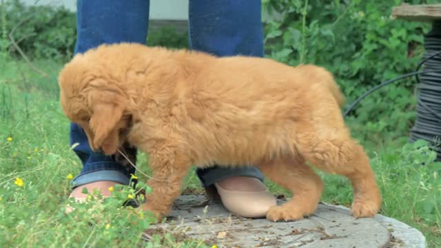 Puppy of golden retriever walking on the grass in a garden. Slow motion shot