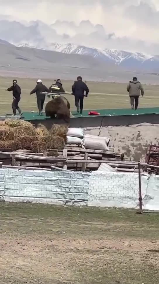 Bear vs 10 people