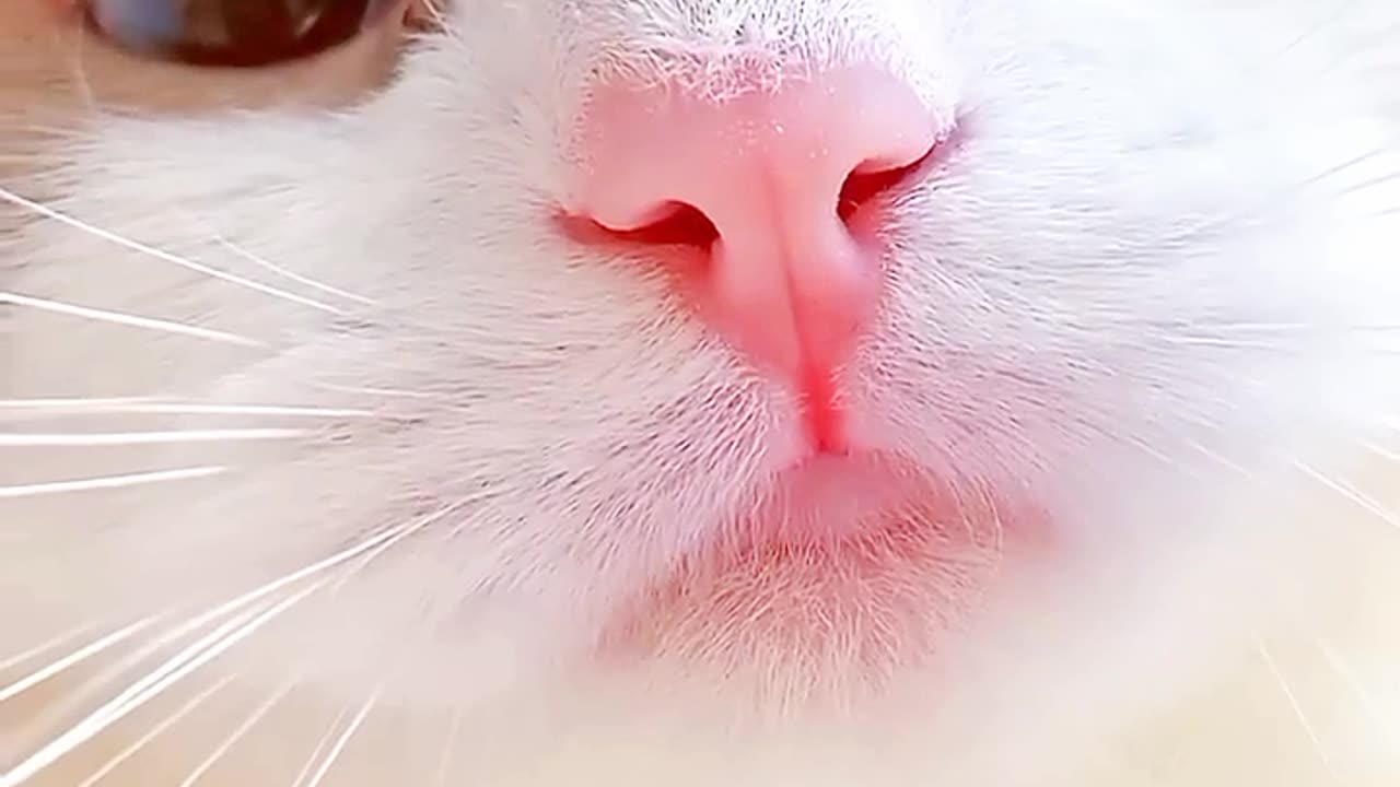 Cat video