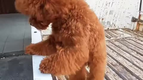 cute behavior of a beautiful hairy dog