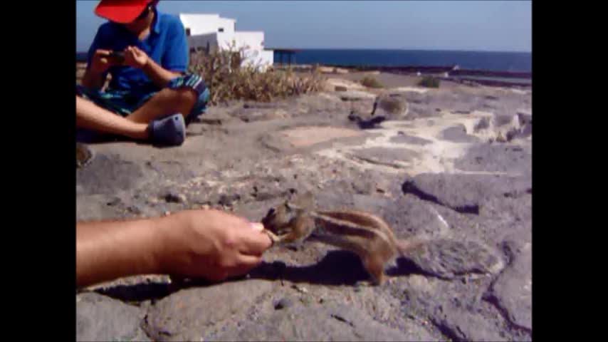 Cute and funny squirrels eat food from our hand