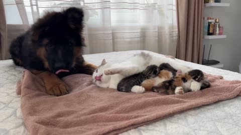 GERMAN SHAPHERD PUPPY MEET CAT MOM NEW BORN KITTENS FIRST TIME