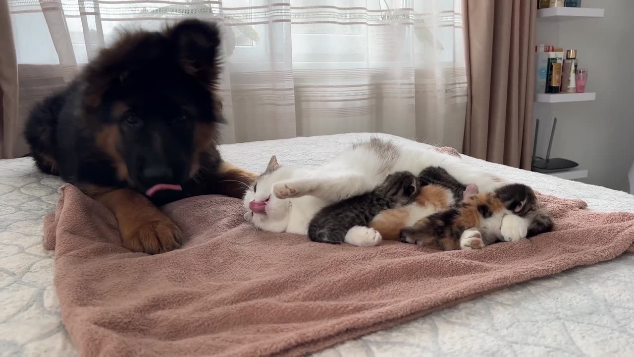 GERMAN SHAPHERD PUPPY MEET CAT MOM NEW BORN KITTENS FIRST TIME