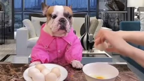 New Funny Animals