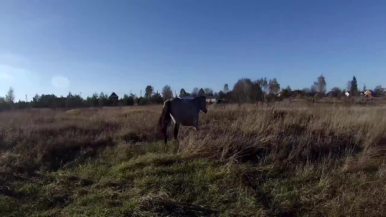 Perro y caballo disfrutan de una soleada tarde juntos