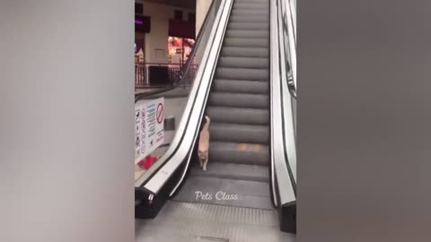 😱 OMG cats funny vedio ever