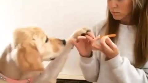 Funny animals