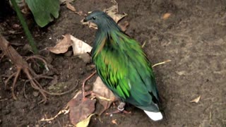 Beautiful Pair of Nicobar Pigeons, Caloenas nicobarica in an Indoor Jungle Habitat