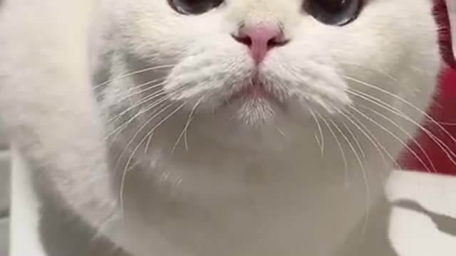 Cute Cats and Funny Animals Compilation 😹 Try Not To Laugh Challenge 💚 Cute Cat Land