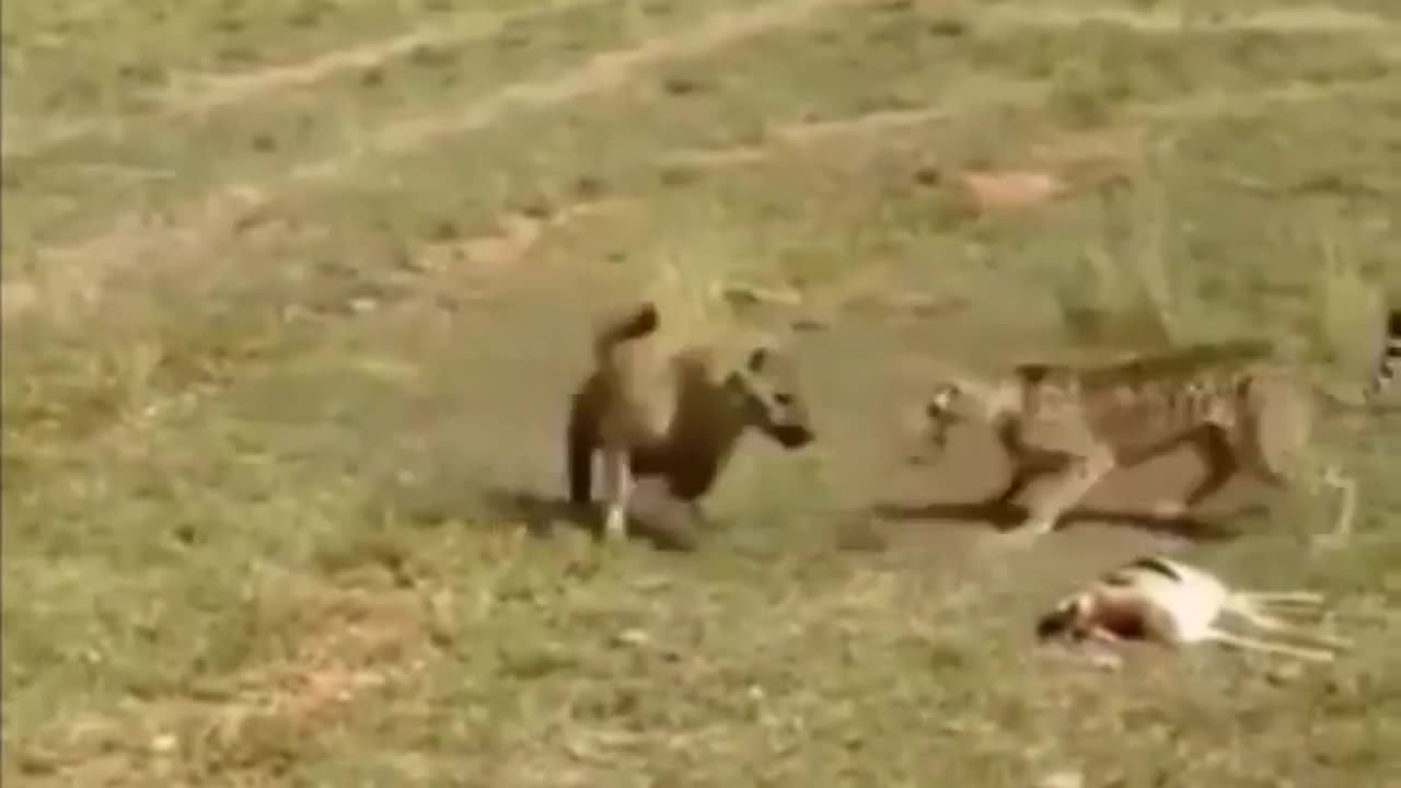 Leopard chased by a hyena