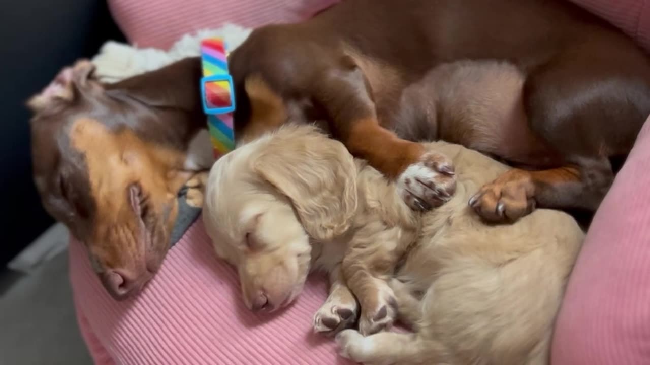 Best Friends Nap Together