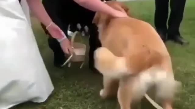 Dog brings bucket for the bride woman🤩