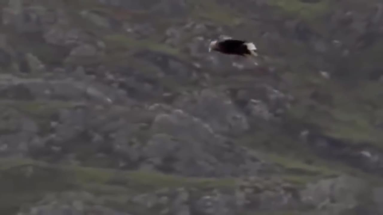 King Eagle Flying With Goat