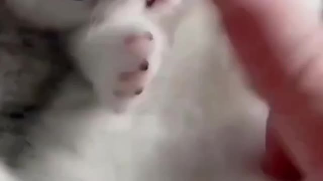 Funny video cat