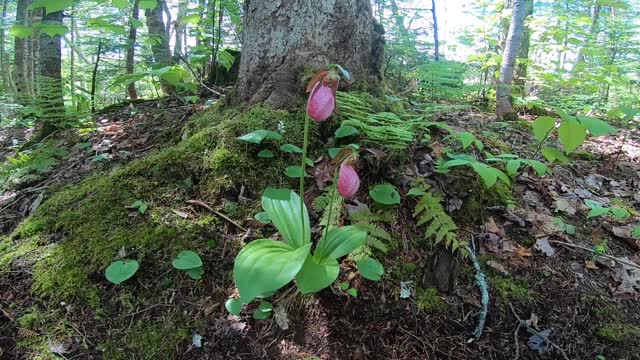 Lady's Slippers