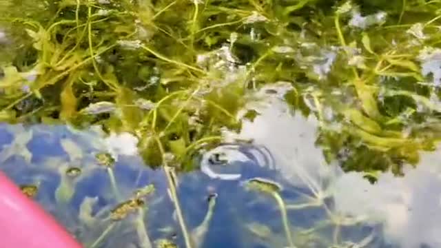 Kayaker Floats by Massive Turtle