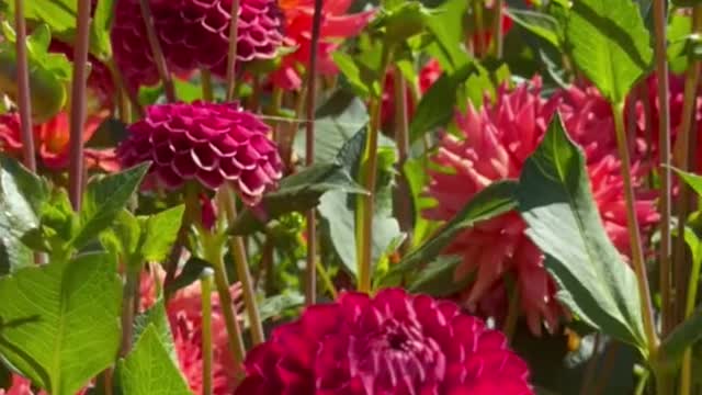 Garden dahlia therapy ♥️🌺
