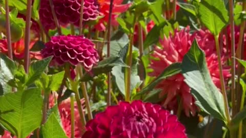 Garden dahlia therapy ♥️🌺