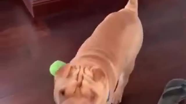 funniest dogs completions