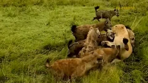 Shocking Moments When Painful Lions Are Attacked And Tortured By Africa's Deadliest Preys