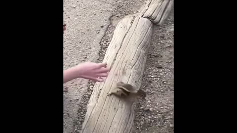 Cute lovely baby animals catchy moment of the animals