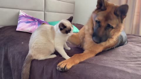 German shepherd and cat play in their owners' bed