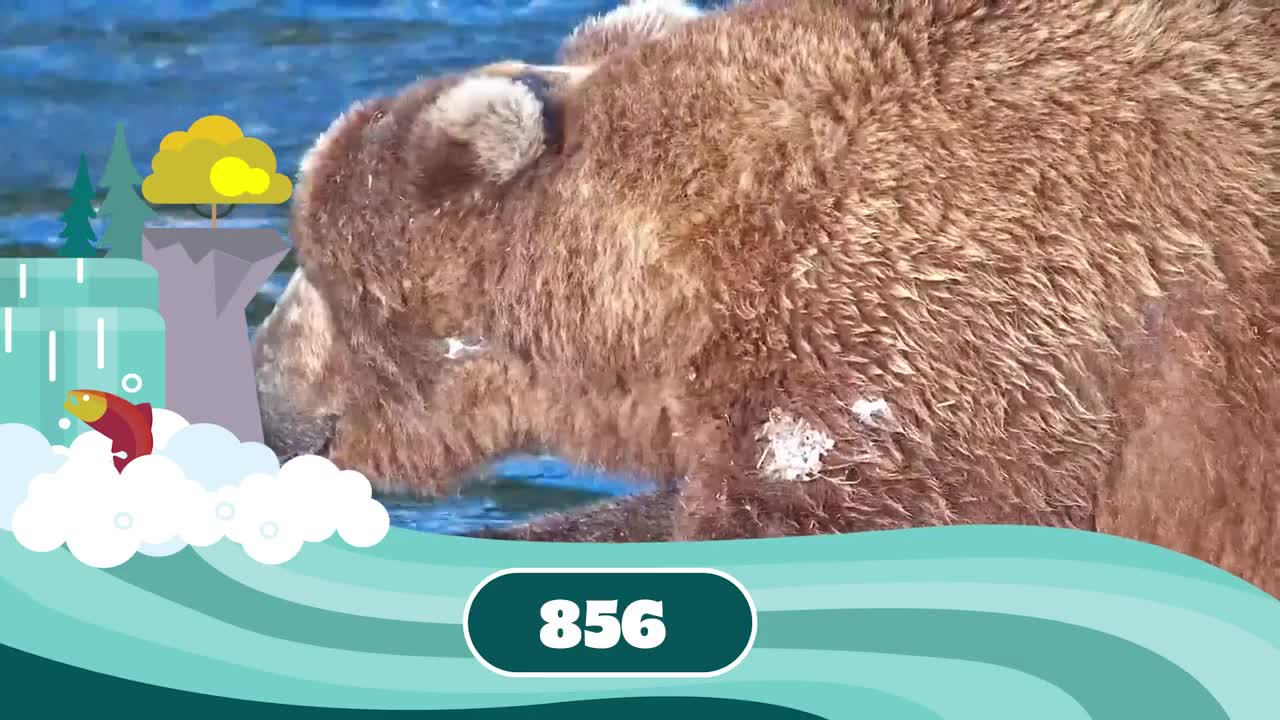 Fat Bear Week Contenders 2022 | Who Has Your Vote?