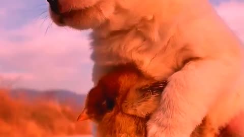 So cute animals #Animals #dog #cat #duck #monkey #adoremonkey #Monkey Animals10
