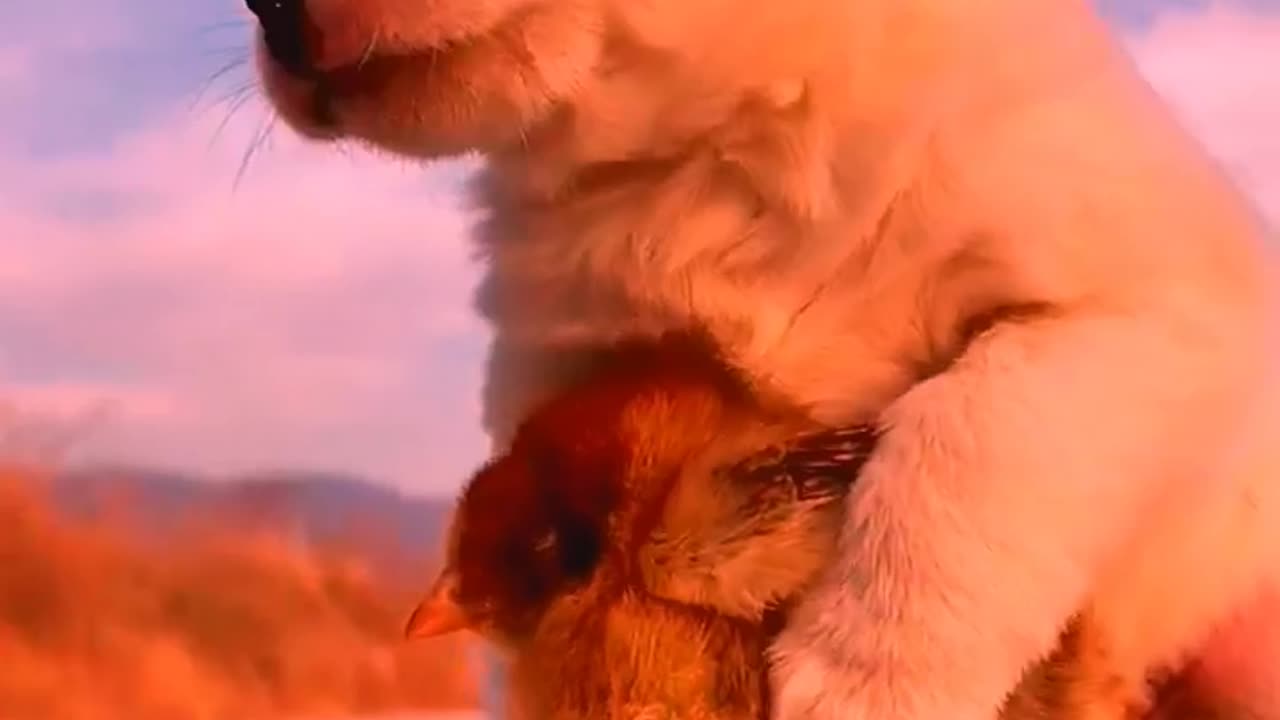 So cute animals #Animals #dog #cat #duck #monkey #adoremonkey #Monkey Animals10
