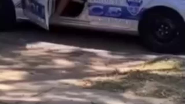 Migrant kackt in Vorgarten, stiehlt Polizeiauto und schrottet es