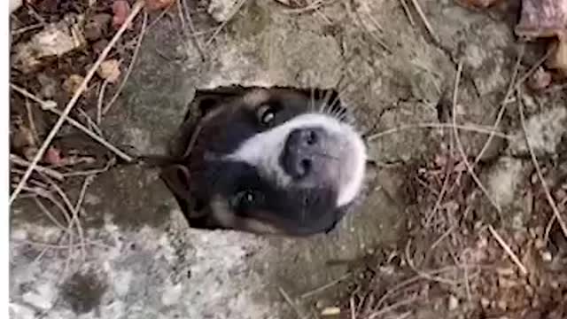 This dog needs to stay away from manholes from now on! 🐶