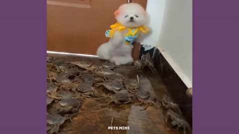 Chó Phốc Sóc Mini - Funny and Cute Dog Pomeranian😍🐶