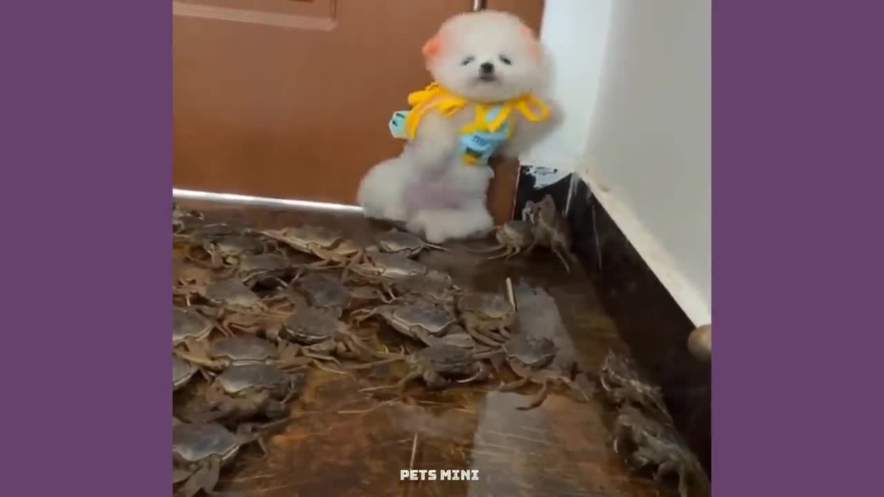 Chó Phốc Sóc Mini - Funny and Cute Dog Pomeranian😍🐶