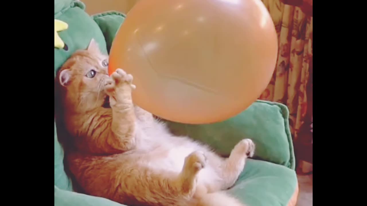 Belon with cats