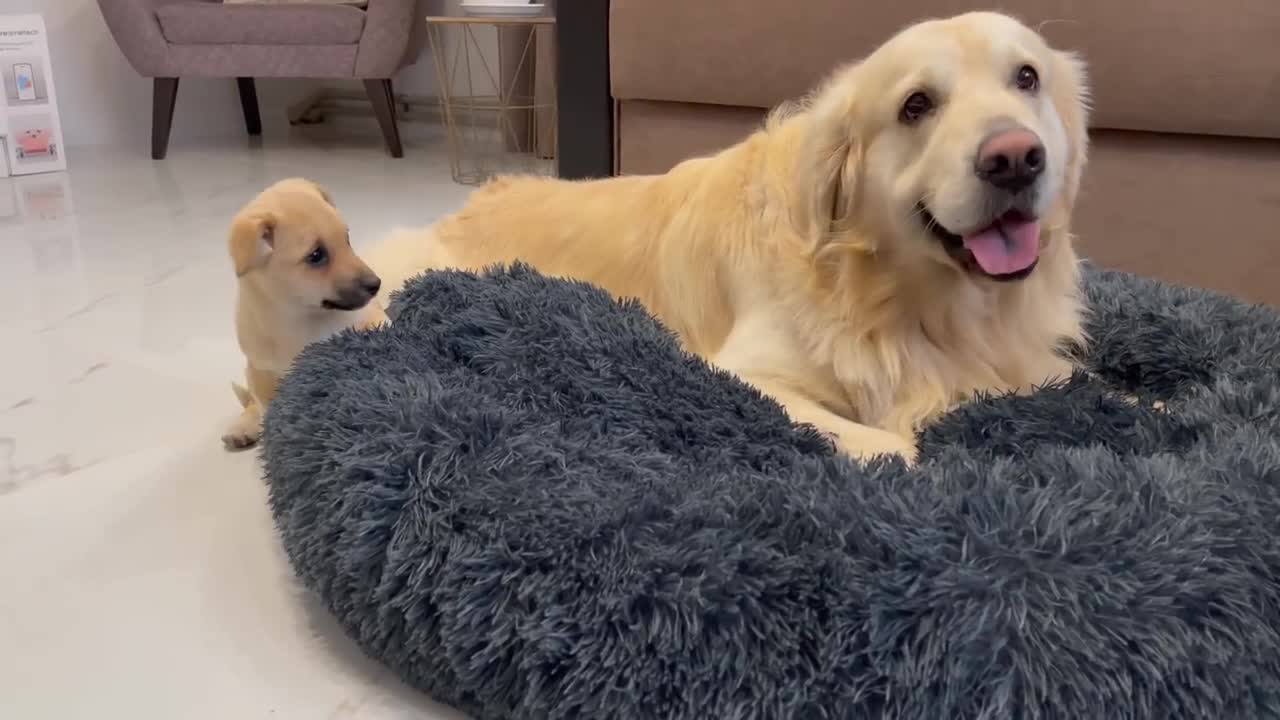 Golden Retriever doesn't want to share his bed with a Puppy