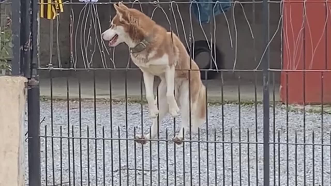 Cute animals