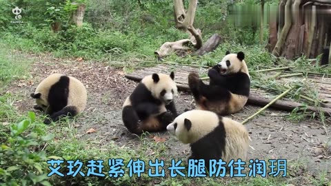 Pandas scramble to eat apples