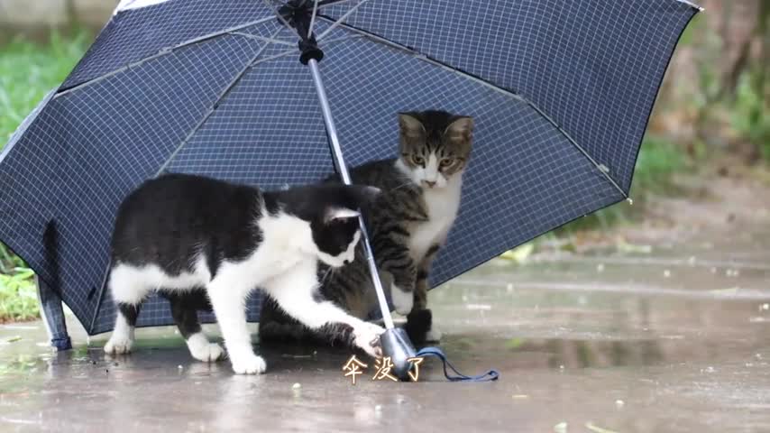 Their umbrellas are broken. My umbrellas are lost. I feel a bit sad at the sight