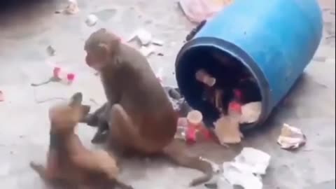 WWE Monkey and Karate Dog