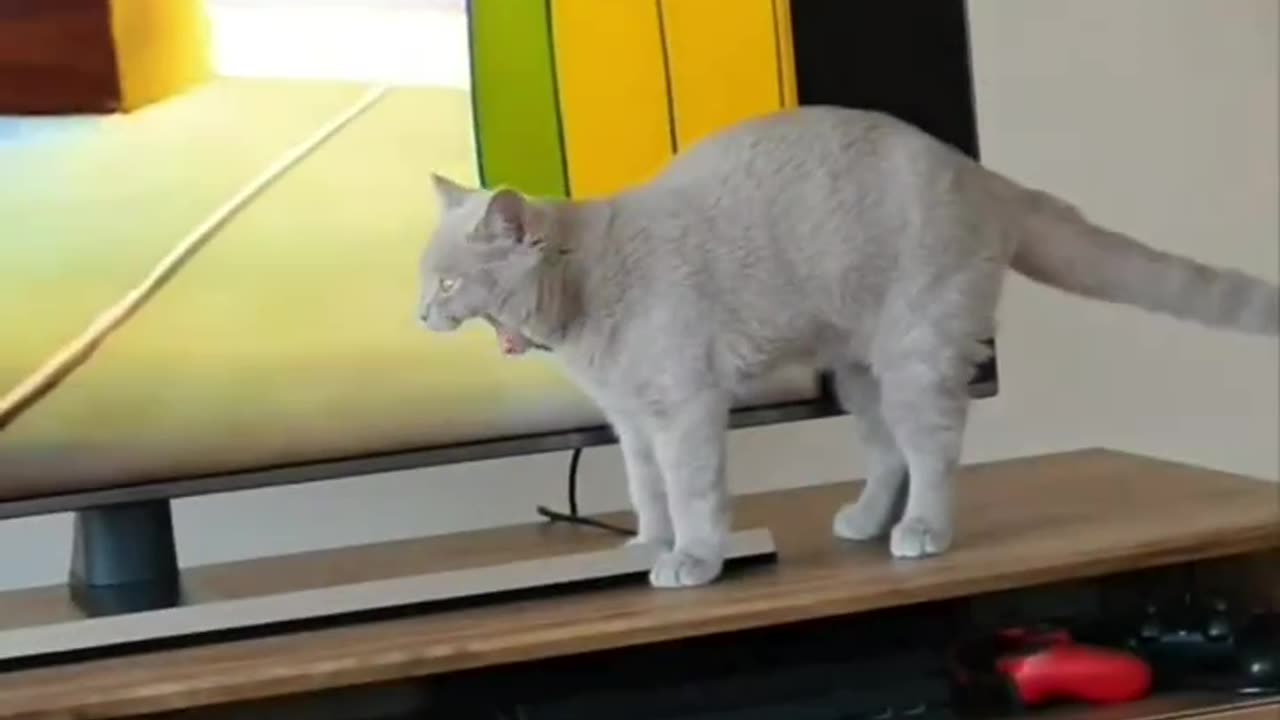The cat imitates Tom 😂😂